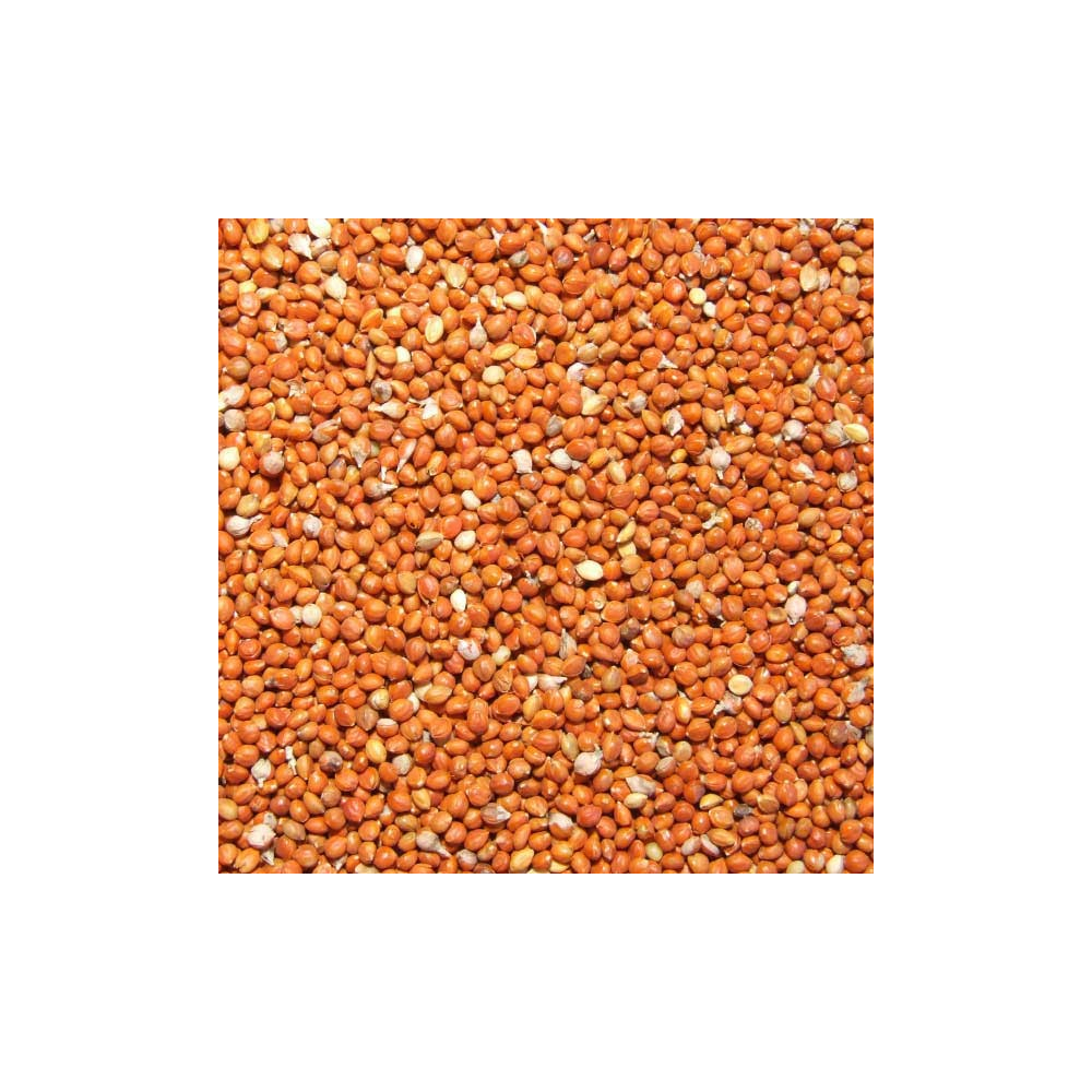 Graines de millet rouge pour oiseaux exotiques, perruches