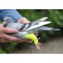 Colomboclip pigeon prothèse pour fractures
