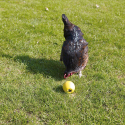 Chicken Fun balle alimentaire