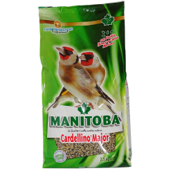 Manitoba Cardellino Major