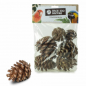 Pommes de pin naturelle