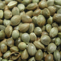 Graines de chanvre - Chènevis - 15 kg