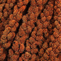 Millet rouge en grappe français - 1 kg