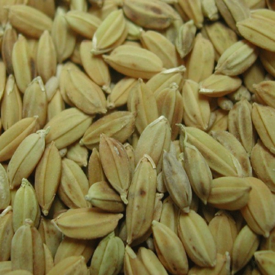 Riz Paddy (973)