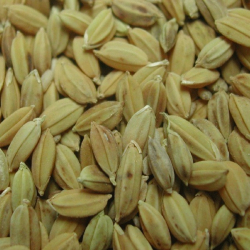 Riz Paddy (973)