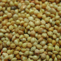 Panis jaune : Graines pour oiseaux - 1 kg