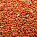 Panis rouge : Graines pour oiseaux - 1 kg