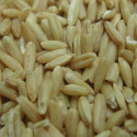 Gruau d'avoine : Graines pour oiseaux - Avoine pelée 1 kg