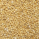 Graines de millet Jaune - 20 kg