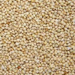 Millet Blanc 25 kg (1478)