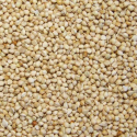 Graines de millet Blanc - 25 kg
