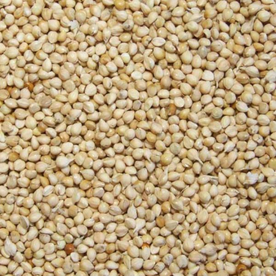 Graines De Millet Blanc Pour Perruches Oiseaux Exotiques