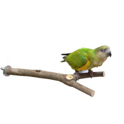 Perchoir en bois naturel (1722),Perchoir en bois naturel (1723)