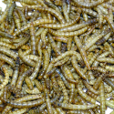 Vers de farine séché, Mealworm - 1 kg