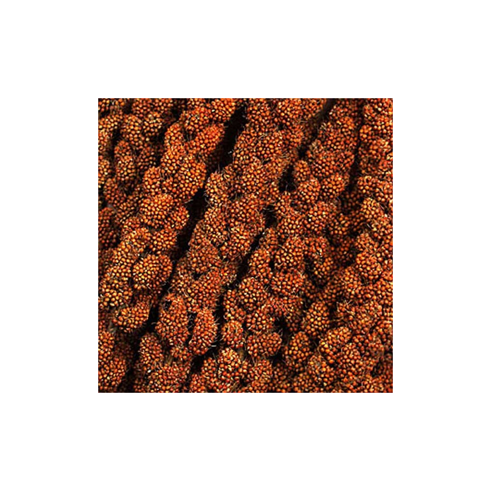 Millet rouge en grappe français