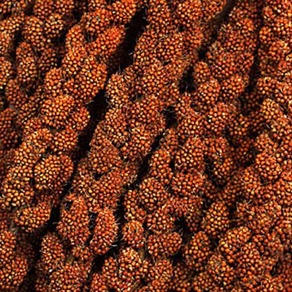 Millet rouge en grappe français