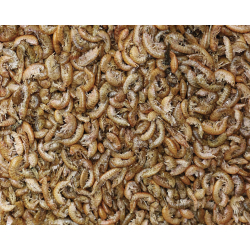 Gammarus crevettes séchées (3394)