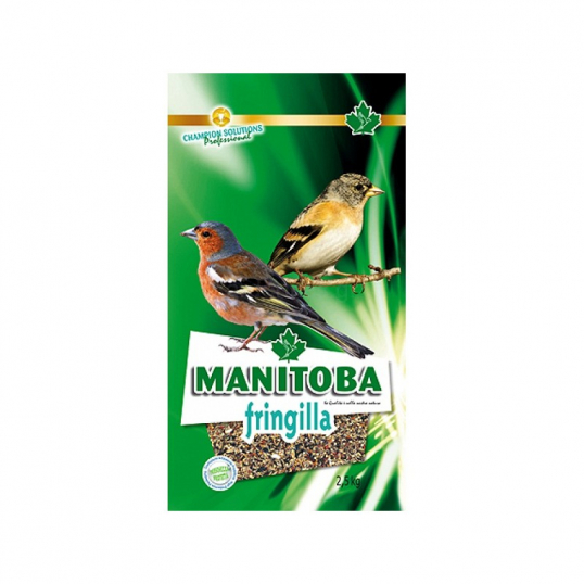 Manitoba Fringilla - Fringillidés (3995)
