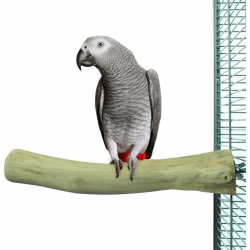 Back Zoo Single Java Perch' Large