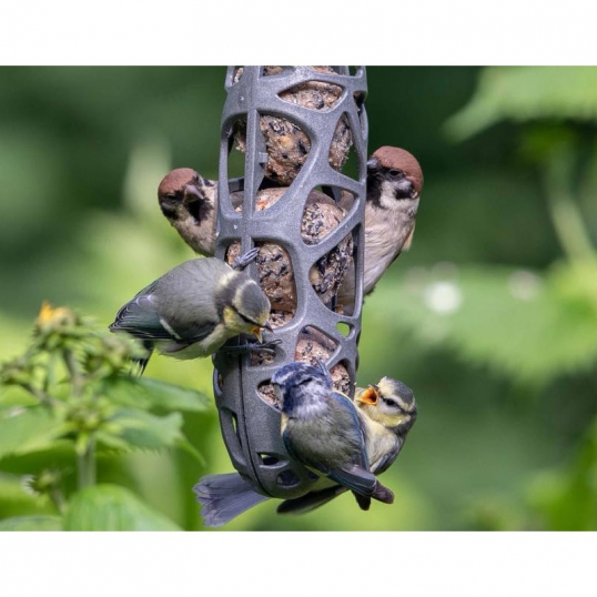 Distributeurs - Boule de Graisse & Distributeurs - Oiseaux de la