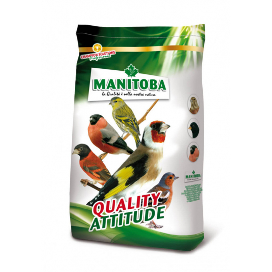 Manitoba Carduelidi Chardonneret
