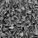 Vadigran Petites Graines De Tournesol Striées pour perruche et petit perroquet 500 Gr