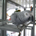 Cage perroquet Montana