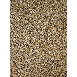 Graines d'épinard - Graines oiseaux 1kg