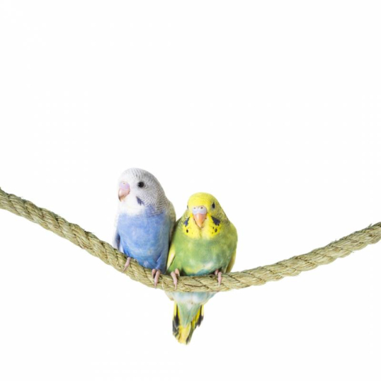 Corde en Sisal 12mm 100 cm - Back Zoo Nature