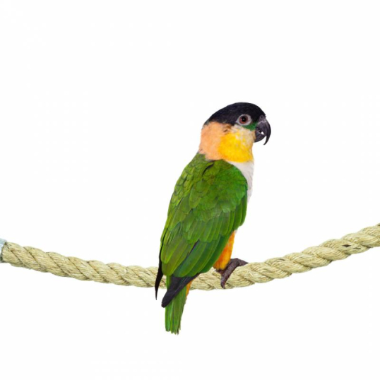 Corde en Sisal 18mm 100 cm Perchoir oiseaux perruche - Back Zoo Nature