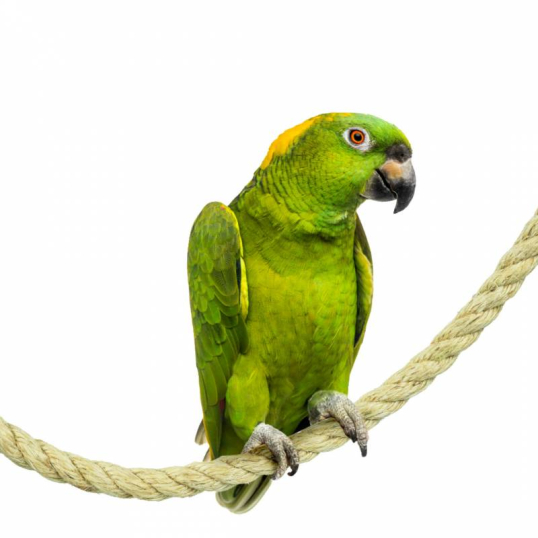 Corde en Sisal 25 mm 100 cm Perchoir oiseaux perruche - Back Zoo Nature