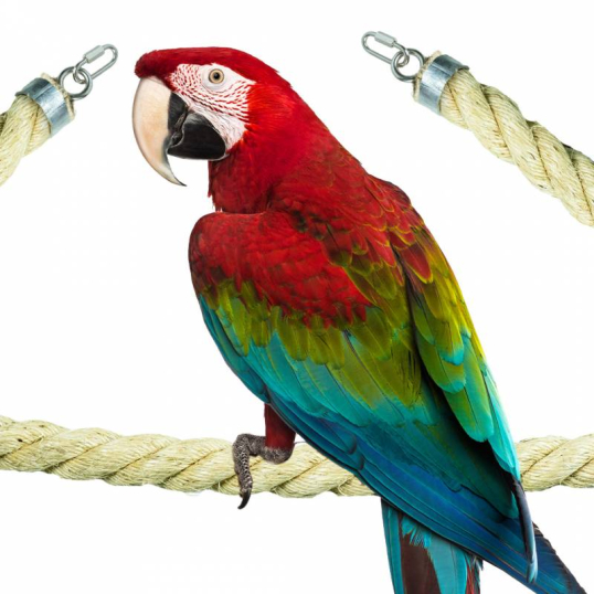 Corde en Sisal 35 mm 100 cm Perchoir perroquet - Back Zoo Nature