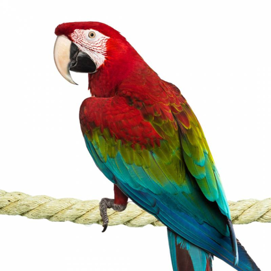 Corde en Sisal 35 mm 100 cm Perchoir perroquet - Back Zoo Nature