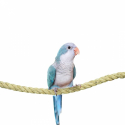 Corde en Sisal 18 mm 200 cm Perchoir oiseaux perruche - Back Zoo Nature