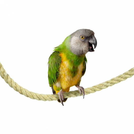 Corde en Sisal 25 mm 200 cm Perchoir oiseaux perruche - Back Zoo Nature