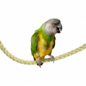 Corde en Sisal 25 mm 200 cm Perchoir oiseaux perruche - Back Zoo Nature