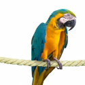 Corde en Sisal 35 mm 200 cm Perchoir perroquet - Back Zoo Nature