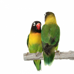 Perchoir Manucure Super Stone Perch Petits Oiseaux