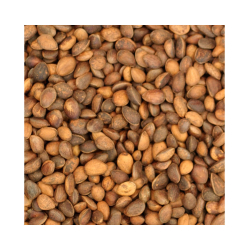 Noix de cèdre en coque pour perroquet - 1kg