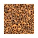 Noix de cèdre en coque pour perroquet - 1kg