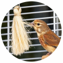 Antistress en coco blanc pour oiseaux 1 pièce - Sisal Fibre