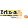 Brinsea