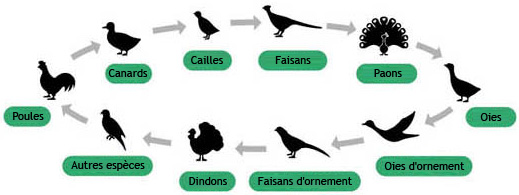 Icones des différentes espèces R-com Pro 20