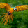 Ararauna (Ara ararauna)