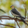 Callopsittes (Nymphicus hollandicus)