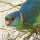 Perruche de Barnard (Barnardius barnardi macgillivrayi)