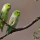 Moineau celeste ou Touï celeste (Forpus coelestis coelestis)
