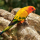Conure Soleil (Arantiga Solstitialis)