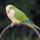 Conure veuve ou perruche moine ou souris (Myiopsitta monachus)