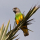 Youyou du Sénégal (Poicephalus senegalensis)